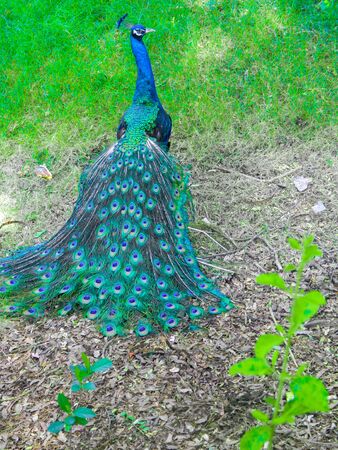 indian peacock dancing Indian Peacock Dancing In National Park India Photosの写真素材