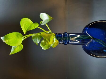 grey background with blue bottle in plantの写真素材