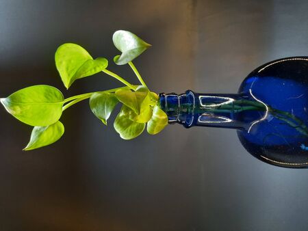 grey color background with blue bottle in plantの写真素材