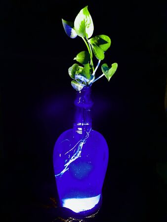 black color background with blue bottle in plantの写真素材