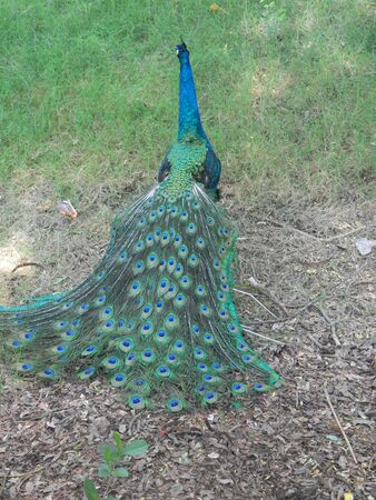 indian peacock dancing.の写真素材