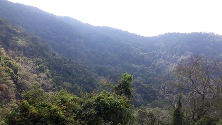 forest on the mountain ranges of Himalayas between the villages Chopta and Ukhimath, Uttarakhand, Indiaの写真素材