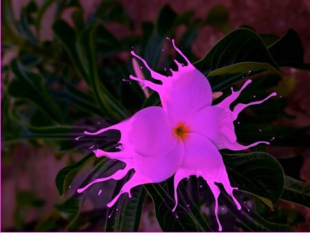 pink flowers with milk splash on black backgroundの写真素材