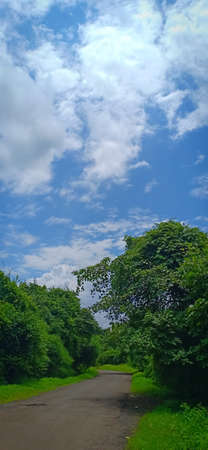 Road trees, green field and beautiful cloudy sky in summerの写真素材