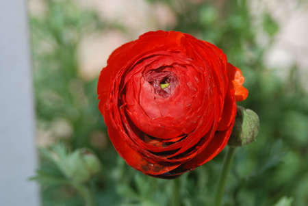 red flower with green backgroundの写真素材