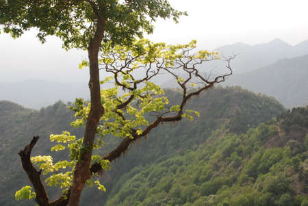 view from jharipani mussoorieの写真素材