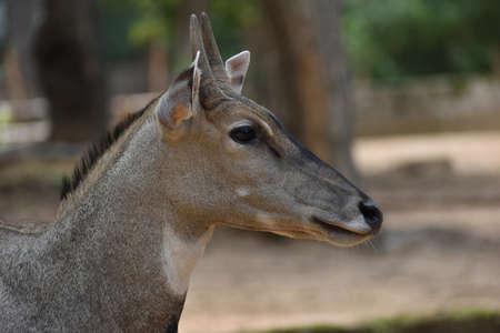 nilgai or blue bull clear faceの写真素材