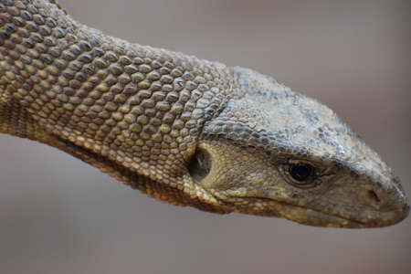 lizard face on forestの写真素材