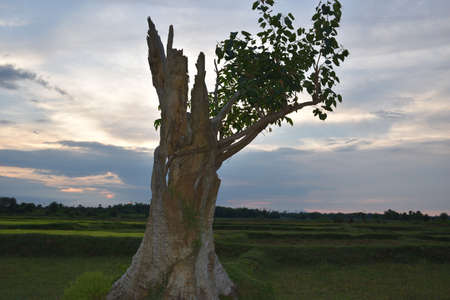 death tree under the sky