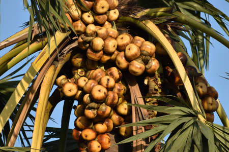 palm tree and fruit in indiaの写真素材