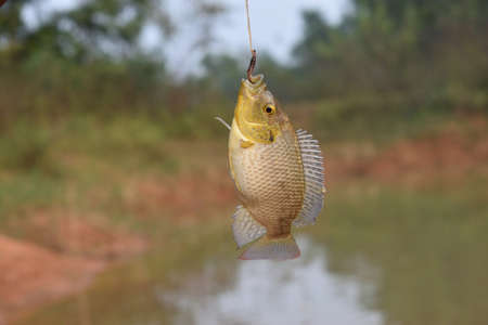 out fishing on a hook or fishing on out door