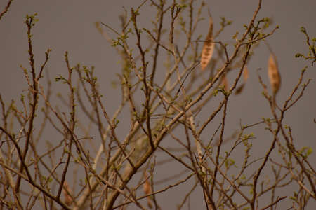 spring time pattern tree in india