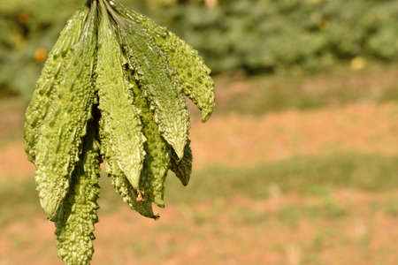 raw bitter gourd fruit in indiaの写真素材