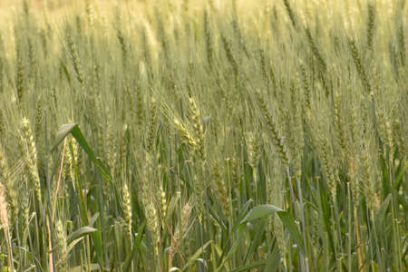raw wheat farming in india or raw farming out doorの写真素材