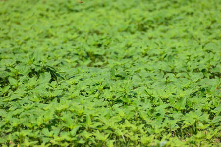 green color leaf on out door