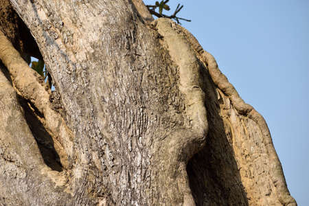 tree trunk on the forestの写真素材