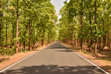 Sal tree and roadの写真素材