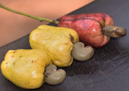 raw cashew fruit in indiaの写真素材