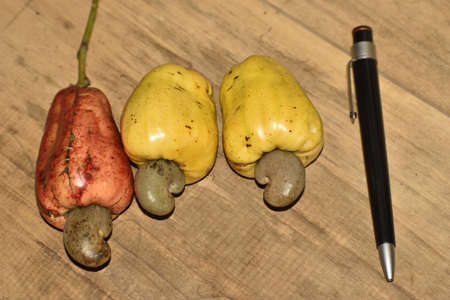 raw young cashew fruitの写真素材