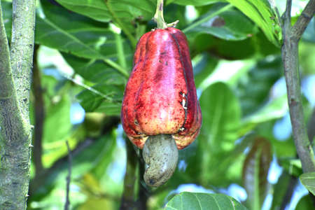 cashew fruit in indiaの写真素材