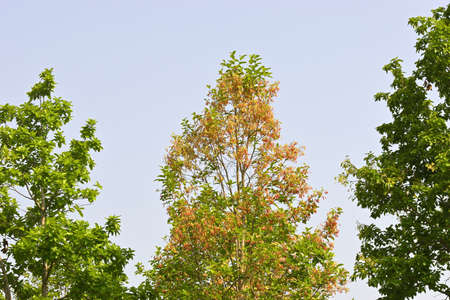 Sal tree under the forestの写真素材