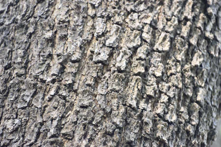 tree trunk