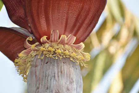 banana flower on  out doorの写真素材
