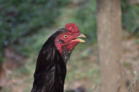 hen face or red henの写真素材