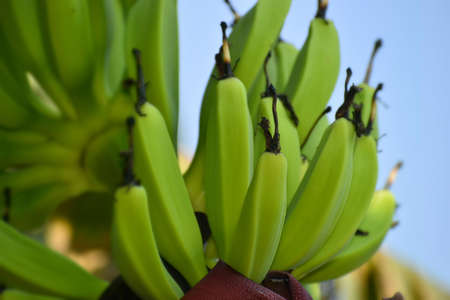 Close up of green banana under blue skyの写真素材