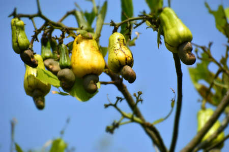 Close up of cashew fruit