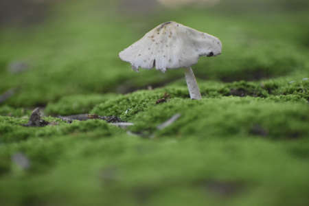 white mushroom on the parkの写真素材