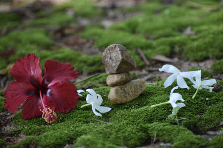 Zen stones and hibiscus flower on the green moss.