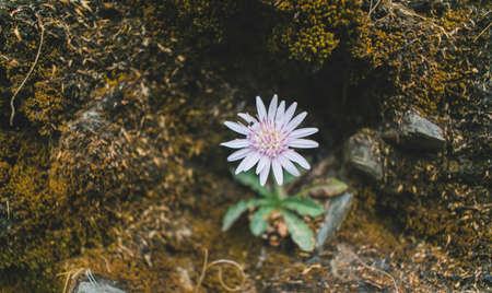Wild flower in the mountainsの写真素材