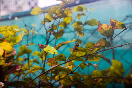 green and brown leafs in backyard gardenの写真素材