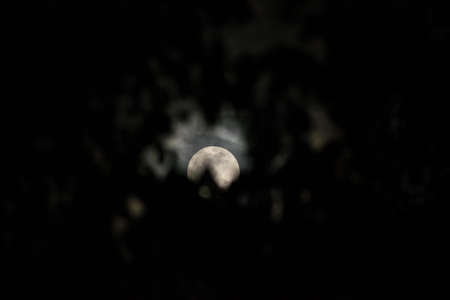 Moon shine bright through the trees