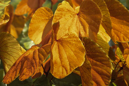 golden leaf of thailand