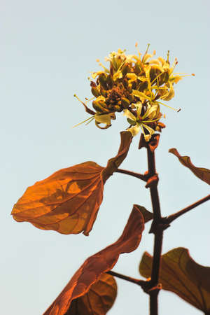 golden leaf flower of thailandの写真素材