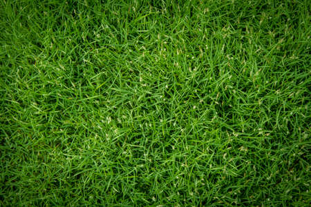 Green grass seamless texture is freshの写真素材