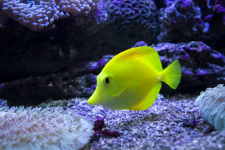 Yellow tang in the waterの写真素材