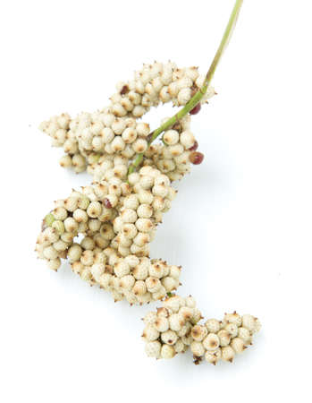 fresh rattan fruit on white backgroundの写真素材