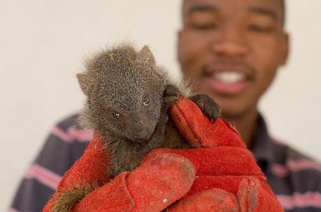 HOWICK - 26 FEBRUARY 2013: A juvenile grey mongoose rescued from the African "muti" trade is held by Israel Silevu at the FreeMe wildlife centre near Howick, South Africa, 26 February, 2013.のeditorial素材