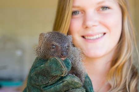 HOWICK - 26 FEBRUARY 2013: A juvenile grey mongoose rescued from the African "muti" trade is held by AFS volunteer Kim Claes at the FreeMe wildlife centre near Howick, South Africa, 26 February, 2013.のeditorial素材