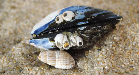 A mussel and a small horn - empty shells on the beach sand