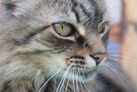 Muzzle of brown cat