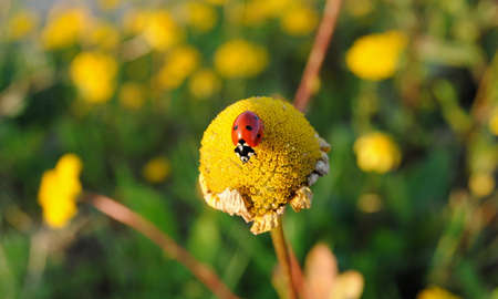 Ladybug perched on a dry flowerの写真素材