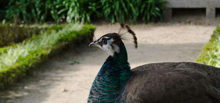 A peacock watching while standing in an outdoor gardenの写真素材