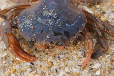 Macro photograph of a crab standing on the beach sandの写真素材