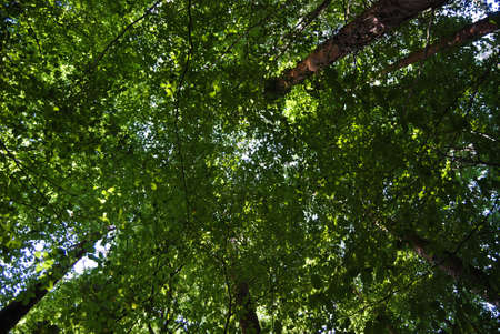 Bottom to top view of trees - treetops with green leaves in the sky and sunlight streaming through...
