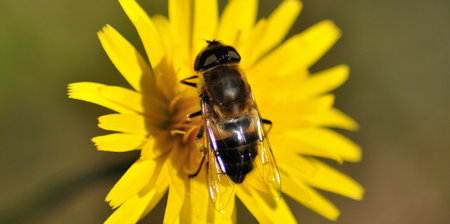 Bee perched on a yellow flower collecting pollen, insect macro photography