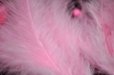 Macro photography background of a pink feather, softness and colorの写真素材